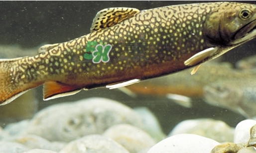 鱒魚怎么讀？鱒魚怎么做好吃