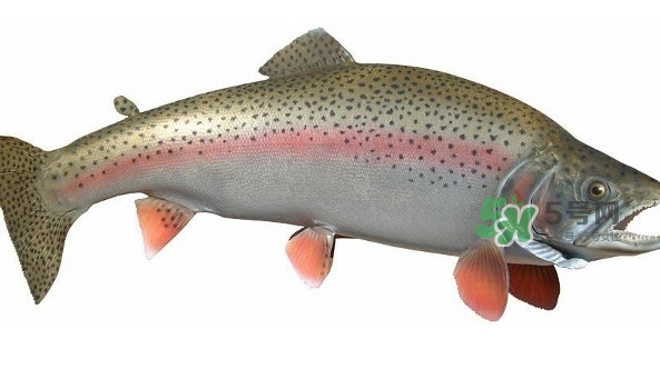 鱒魚是三文魚嗎？鱒魚是什么魚