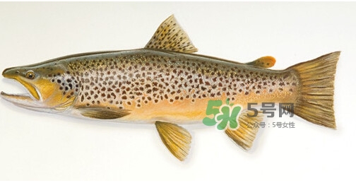 鱒魚可以生吃嗎？鱒魚是海魚還是淡水魚