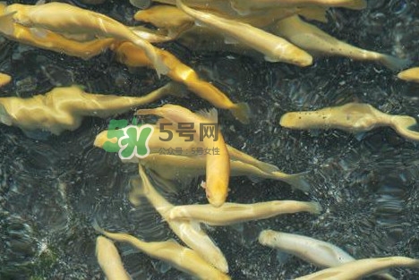 金鱒魚多少錢一斤？金鱒魚刺多嗎