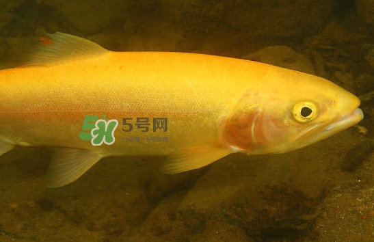 金鱒魚清蒸為什么變黑？食用金鱒魚有什么好處