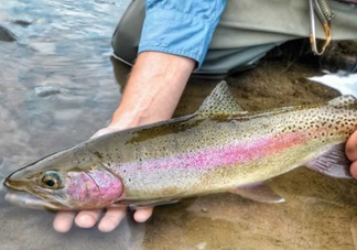 鱒魚可以生吃嗎？鱒魚是海魚還是淡水魚
