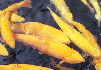 金鱒魚多少錢一斤？金鱒魚刺多嗎
