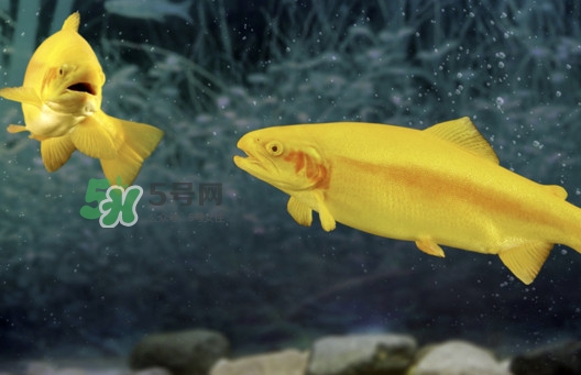 金鱒魚好吃嗎？金鱒魚怎樣做好吃