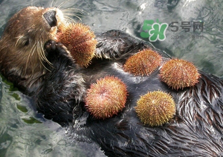 海膽是什么東西？海膽是動物還是植物？
