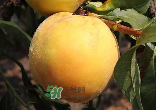 錦繡黃桃多少錢一斤？錦繡黃桃好吃嗎？