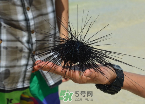 海膽是發(fā)物嗎？海膽是寒性的嗎