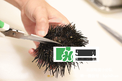 海膽怎么處理？海膽可以生吃嗎？
