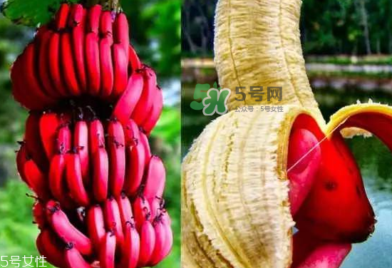 紅皮香蕉是轉(zhuǎn)基因的嗎？紅皮香蕉和一般香蕉的區(qū)別