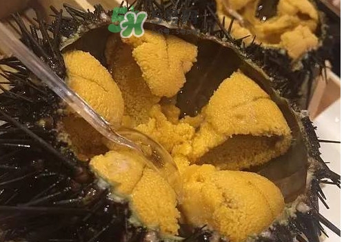 冷凍海膽黃化了能吃嗎？海膽吃多了會怎樣