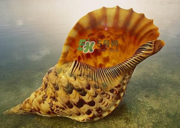 為什么海螺殼里面會(huì)有聲音？海螺和韭菜能不能一起吃