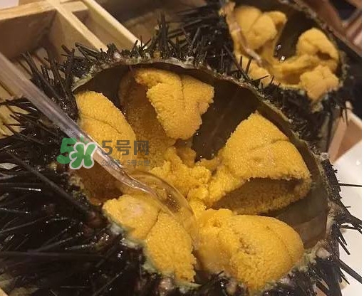 海膽貴嗎？海膽多少錢一斤？