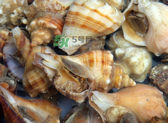 為什么海螺殼里面會(huì)有聲音？海螺和韭菜能不能一起吃