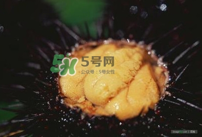 海膽是什么味道？海膽有什么營養(yǎng)價(jià)值