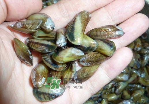 薄殼米是什么？薄殼怎么炒好吃？