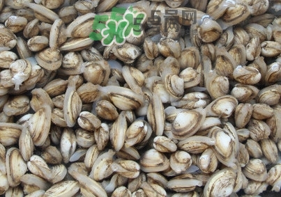 海瓜子怎么養(yǎng)？如何挑選海瓜子