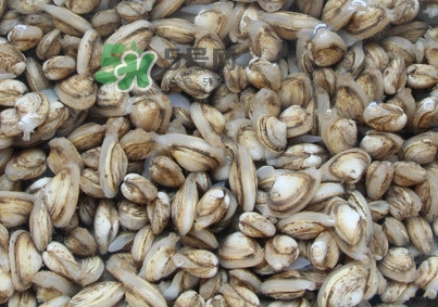海瓜子煮多久能熟？海瓜子為什么放在水里殼不張開