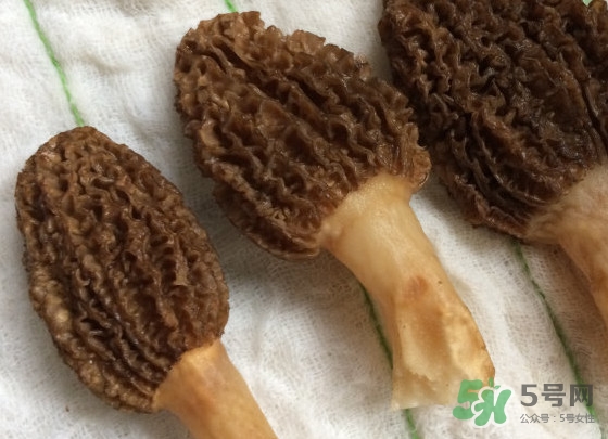 羊肚菌什么時(shí)候采摘？羊肚菌什么季節(jié)有