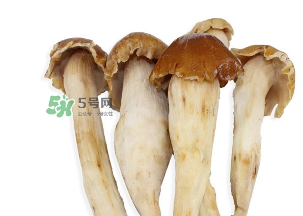 雞樅菌有毒嗎？雞樅菌不能和什么一起吃？