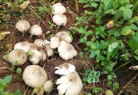 雞樅菌可以人工種植嗎？怎么人工種植雞樅菌