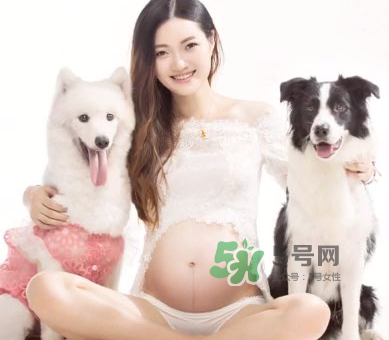 狗對孕婦的危害有哪些？狗對孕婦有影響嗎？