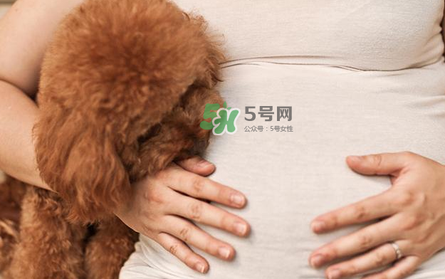 狗對孕婦的危害有哪些？狗對孕婦有影響嗎？