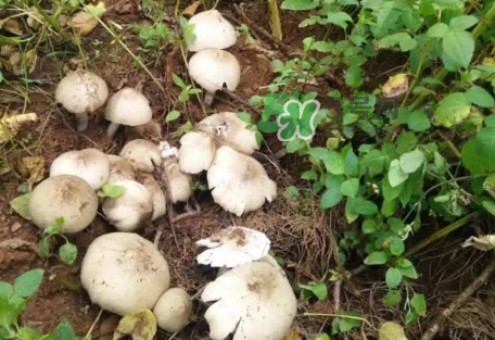 雞樅菌為什么那么貴？雞樅菌為什么離不開白螞蟻