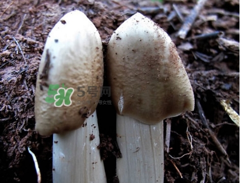 雞樅菌怎么保存？雞樅菌可以放冰箱嗎？
