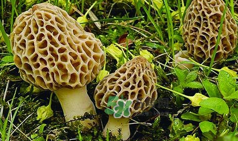 羊肚菌生長在什么地方？羊肚菌同什么煲湯最好