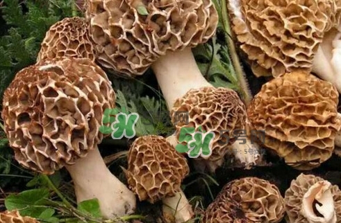 羊肚菌最大產(chǎn)地是哪兒？羊肚菌怎么泡發(fā)