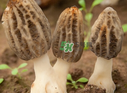 生了蟲的羊肚菌能吃嗎？羊肚菌長蟲子怎么辦？