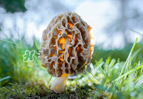 羊肚菌怎么清洗？羊肚菌怎么保存