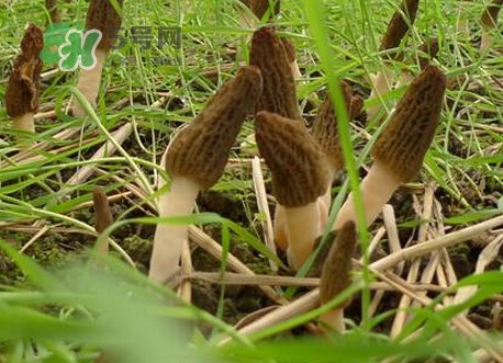 羊肚菌什么時(shí)候采摘？羊肚菌什么季節(jié)有