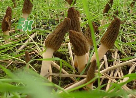 如何識(shí)別羊肚菌真假？買羊肚菌怎么挑選