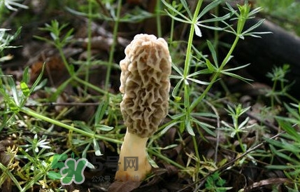 如何識(shí)別羊肚菌真假？買羊肚菌怎么挑選