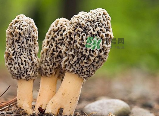 羊肚菌怎么做好吃？羊肚菌有什么好處