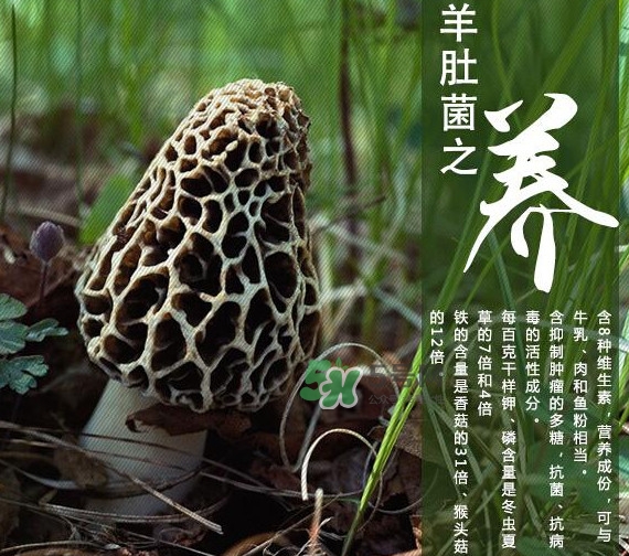 如何識(shí)別羊肚菌真假？買羊肚菌怎么挑選