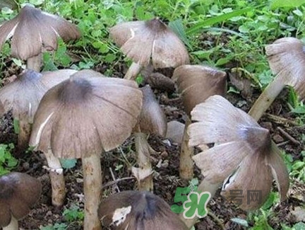 雞樅菌什么時候有？雞樅菌生長在什么地方