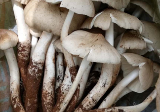 雞樅菌什么時候有？雞樅菌生長在什么地方