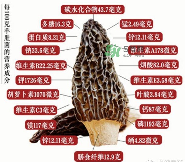 野生羊肚菌多少錢一斤？干羊肚菌多少錢一斤
