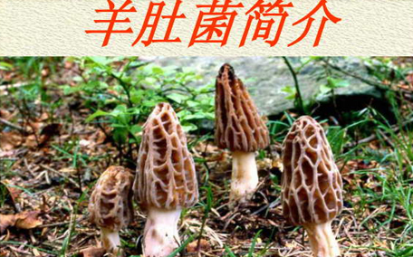 羊肚菌