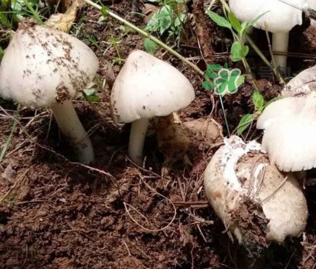 雞樅菌怎么保存？雞樅菌可以放冰箱嗎？