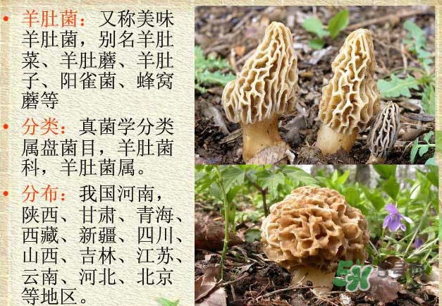 生了蟲的羊肚菌能吃嗎？羊肚菌長蟲子怎么辦？