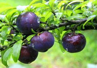 黑布李多少錢(qián)一斤？黑布李和紅布李哪個(gè)貴？