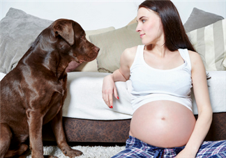 狗對(duì)孕婦的危害有哪些？狗對(duì)孕婦有影響嗎？
