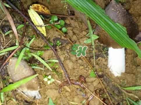 雞樅菌可以人工種植嗎？怎么人工種植雞樅菌