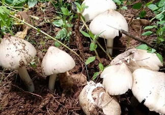 雞樅菌怎么保存？雞樅菌可以放冰箱嗎？