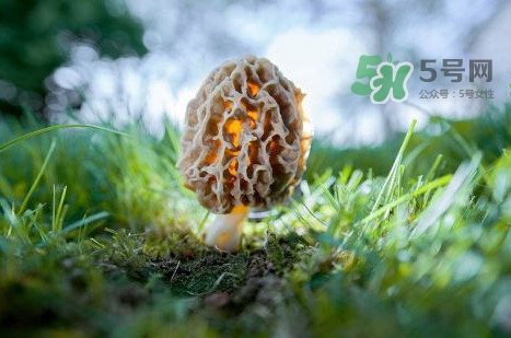 羊肚菌可以泡茶喝嗎？羊肚菌可以生吃嗎