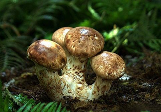 干松茸多少錢一斤？野生松茸多少錢一斤？