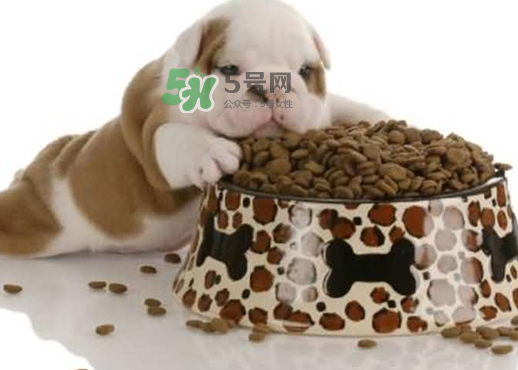 三伏天狗狗不吃飯怎么辦？三伏天狗狗不吃飯怎么回事？